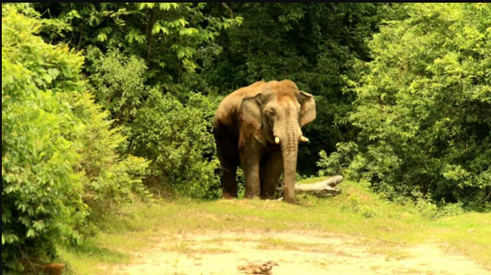 The woman had gone into a rubber plantation near the forest when the elephant attacked her.