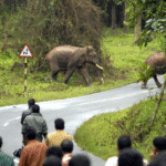 Padayappa wild elephant blocking road in Munnar Kerala during recent attack incident