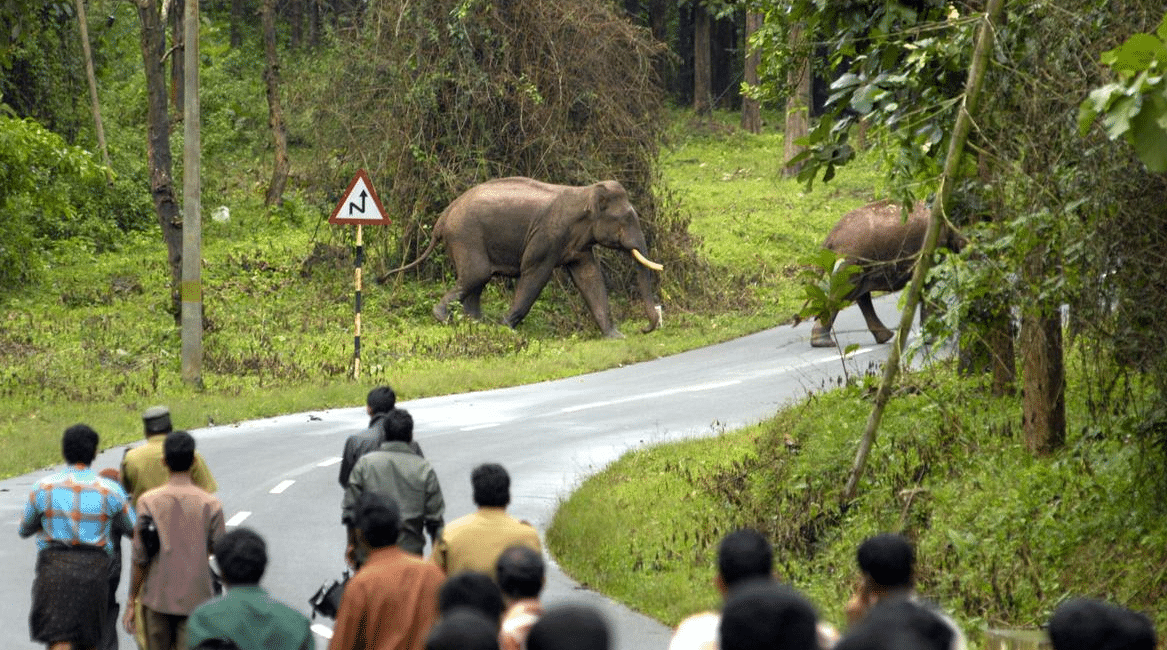Padayappa wild elephant blocking road in Munnar Kerala during recent attack incident